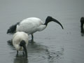 Ibis sacré Threskiornis aethiopicus