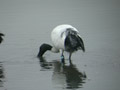 Ibis sacré Threskiornis aethiopicus