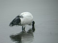 Ibis sacré Threskiornis aethiopicus