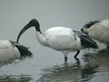 Ibis sacré Threskiornis aethiopicus