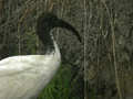 Ibis sacré Threskiornis aethiopicus