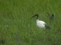 Ibis sacré Threskiornis aethiopicus