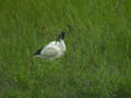 Ibis sacré Threskiornis aethiopicus