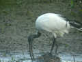 Ibis sacré Threskiornis aethiopicus