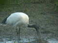 Ibis sacré Threskiornis aethiopicus