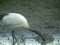 Ibis sacré Threskiornis aethiopicus