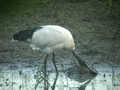 Ibis sacré Threskiornis aethiopicus