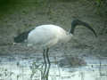 Ibis sacré Threskiornis aethiopicus