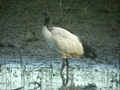 Ibis sacré Threskiornis aethiopicus