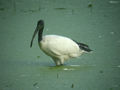 Ibis sacré Threskiornis aethiopicus