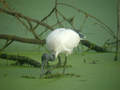 Ibis sacré Threskiornis aethiopicus