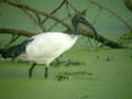 Ibis sacré Threskiornis aethiopicus