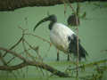 Ibis sacré Threskiornis aethiopicus