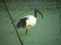 Ibis sacré Threskiornis aethiopicus