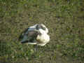 Ibis sacré Threskiornis aethiopicus