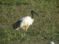 Ibis sacré Threskiornis aethiopicus