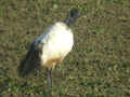 Ibis sacré Threskiornis aethiopicus