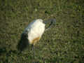 Ibis sacré Threskiornis aethiopicus