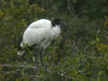 Ibis sacré Threskiornis aethiopicus