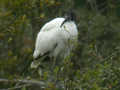 Ibis sacré Threskiornis aethiopicus