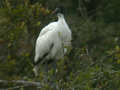 Ibis sacré Threskiornis aethiopicus