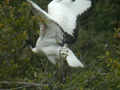 Ibis sacré Threskiornis aethiopicus