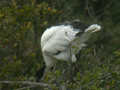 Ibis sacré Threskiornis aethiopicus