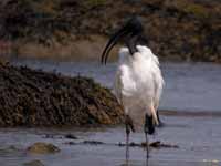 Ibis sacré Threskiornis aethiopicus