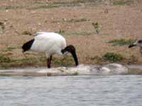 Ibis sacré Threskiornis aethiopicus