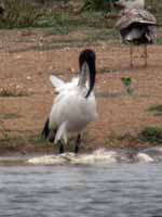 Ibis sacré Threskiornis aethiopicus