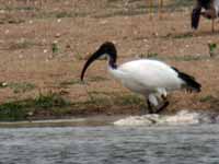 Ibis sacré Threskiornis aethiopicus