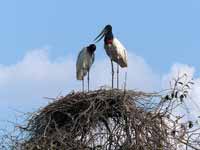 Jabiru d'Amérique Jabiru mycteria