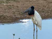 Jabiru d'Amérique Jabiru mycteria