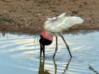 Jabiru d'Amérique Jabiru mycteria