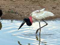 Jabiru d'Amérique Jabiru mycteria