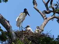 Jabiru d'Amérique Jabiru mycteria