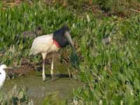 Jabiru d'Amérique Jabiru mycteria