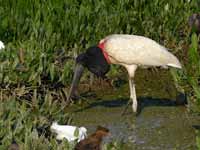 Jabiru d'Amérique Jabiru mycteria