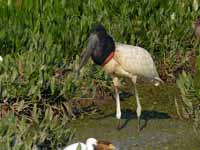 Jabiru d'Amérique Jabiru mycteria