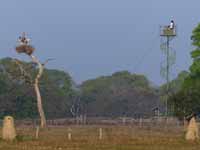 Jabiru d'Amérique Jabiru mycteria