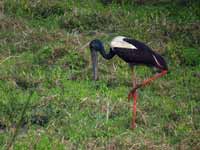 Jabiru d'Asie Ephippiorhynchus asiaticus