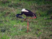 Jabiru d'Asie Ephippiorhynchus asiaticus