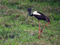 Jabiru d'Asie Ephippiorhynchus asiaticus