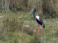 Jabiru d'Asie Ephippiorhynchus asiaticus