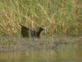 Jacana bronzé Metopidius indicus