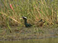 Jacana bronzé Metopidius indicus