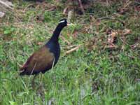 Jacana bronzé Metopidius indicus