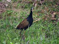 Jacana bronzé Metopidius indicus