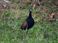 Jacana bronzé Metopidius indicus