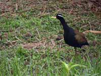 Jacana bronzé Metopidius indicus